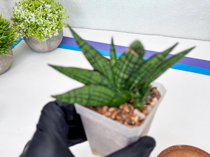 Sansevieria Manja (#H43) | Imported Hybrids