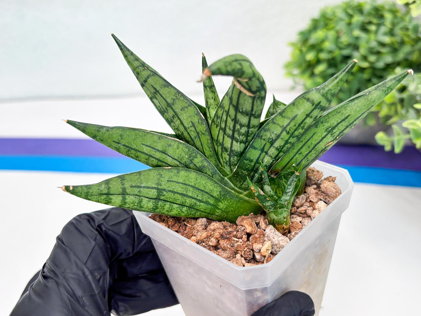 Sansevieria Manja (#H43) | Imported Hybrids