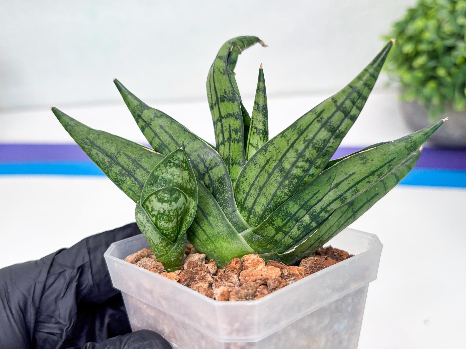Sansevieria Manja (#H43) | Imported Hybrids