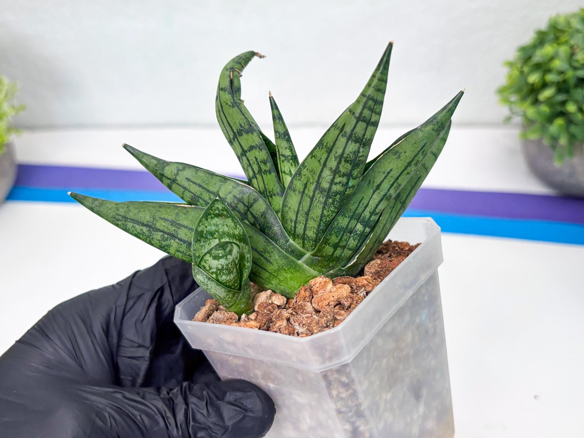 Sansevieria Manja (#H43) | Imported Hybrids