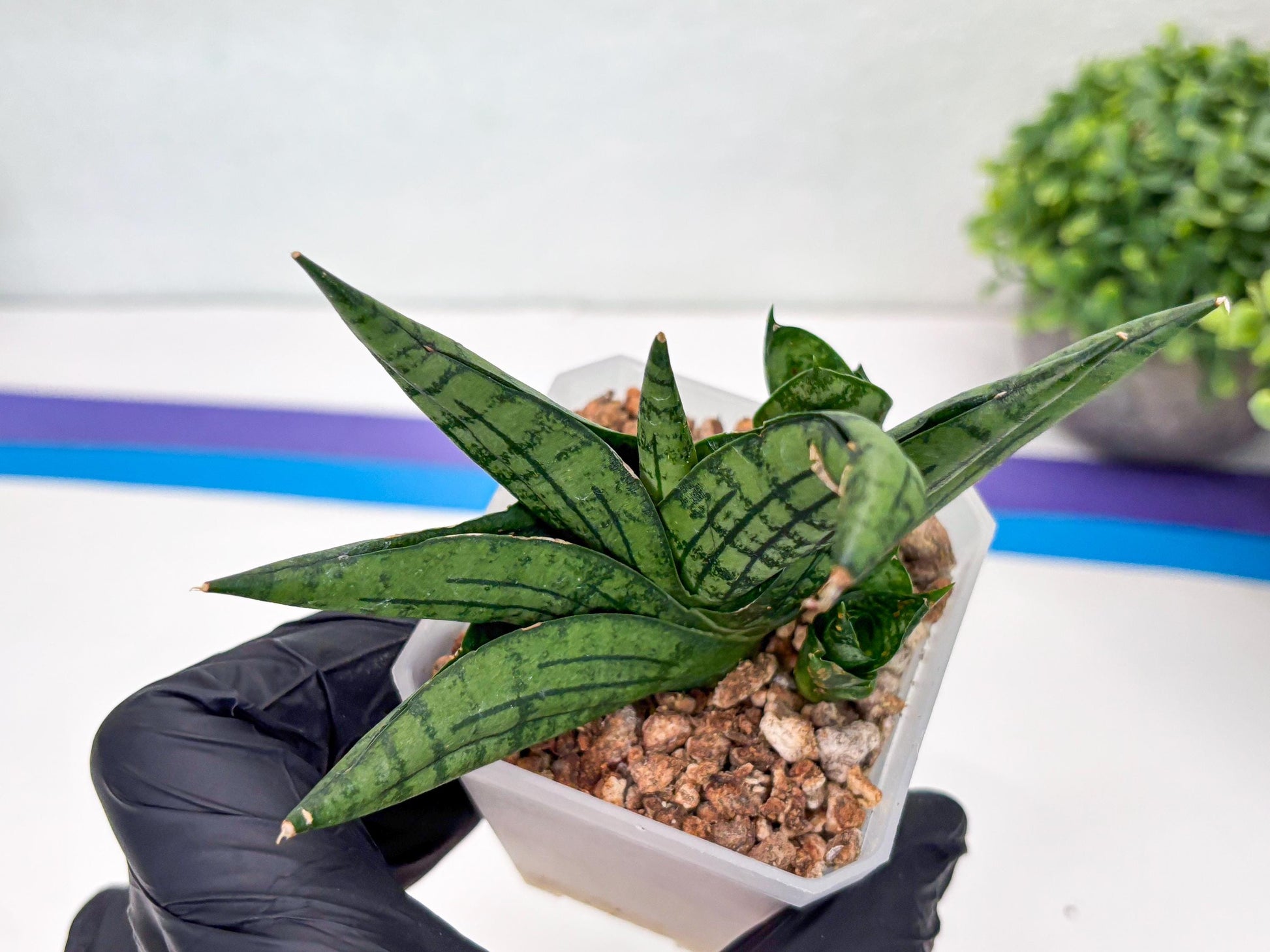 Sansevieria Manja (#H43) | Imported Hybrids