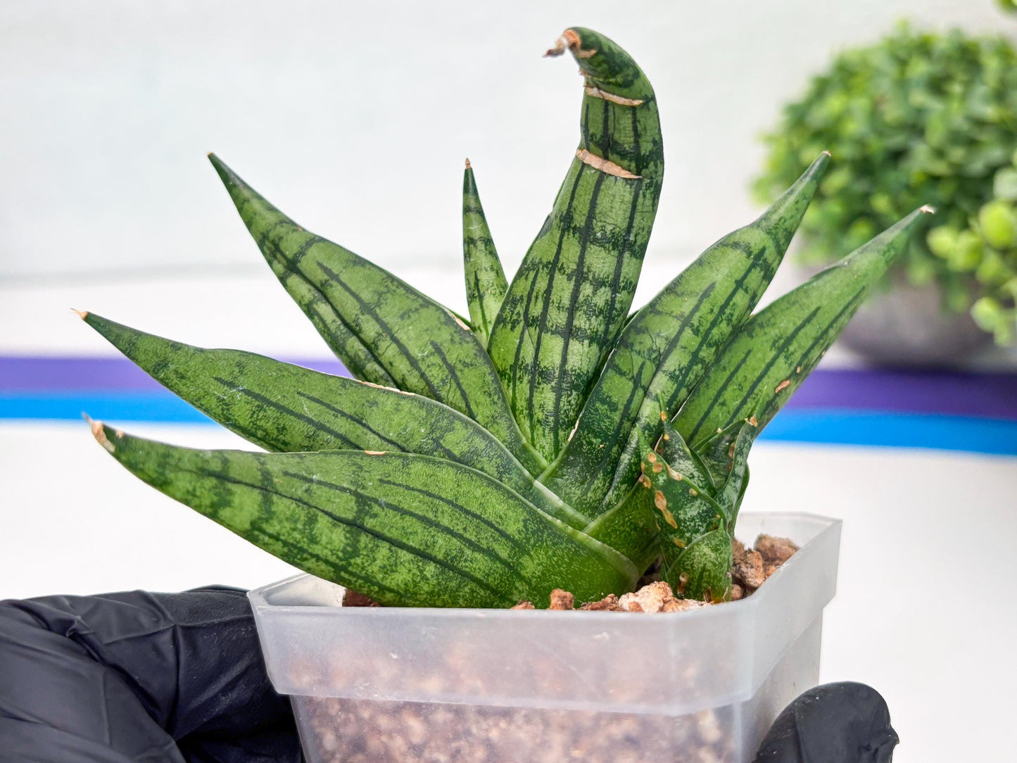 Sansevieria Manja (#H43) | Imported Hybrids