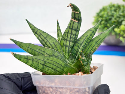 Sansevieria Manja (#H43) | Imported Hybrids