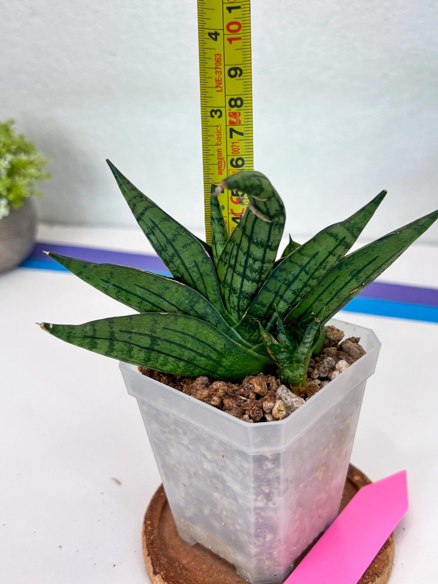 Sansevieria Manja (#H43) | Imported Hybrids