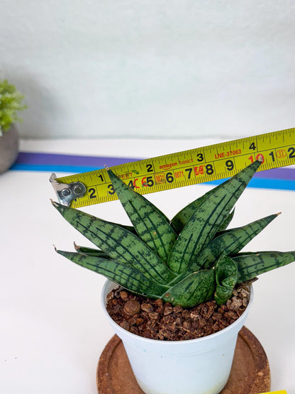 Sansevieria Manja (Ha43) (y) | Imported Hybrids