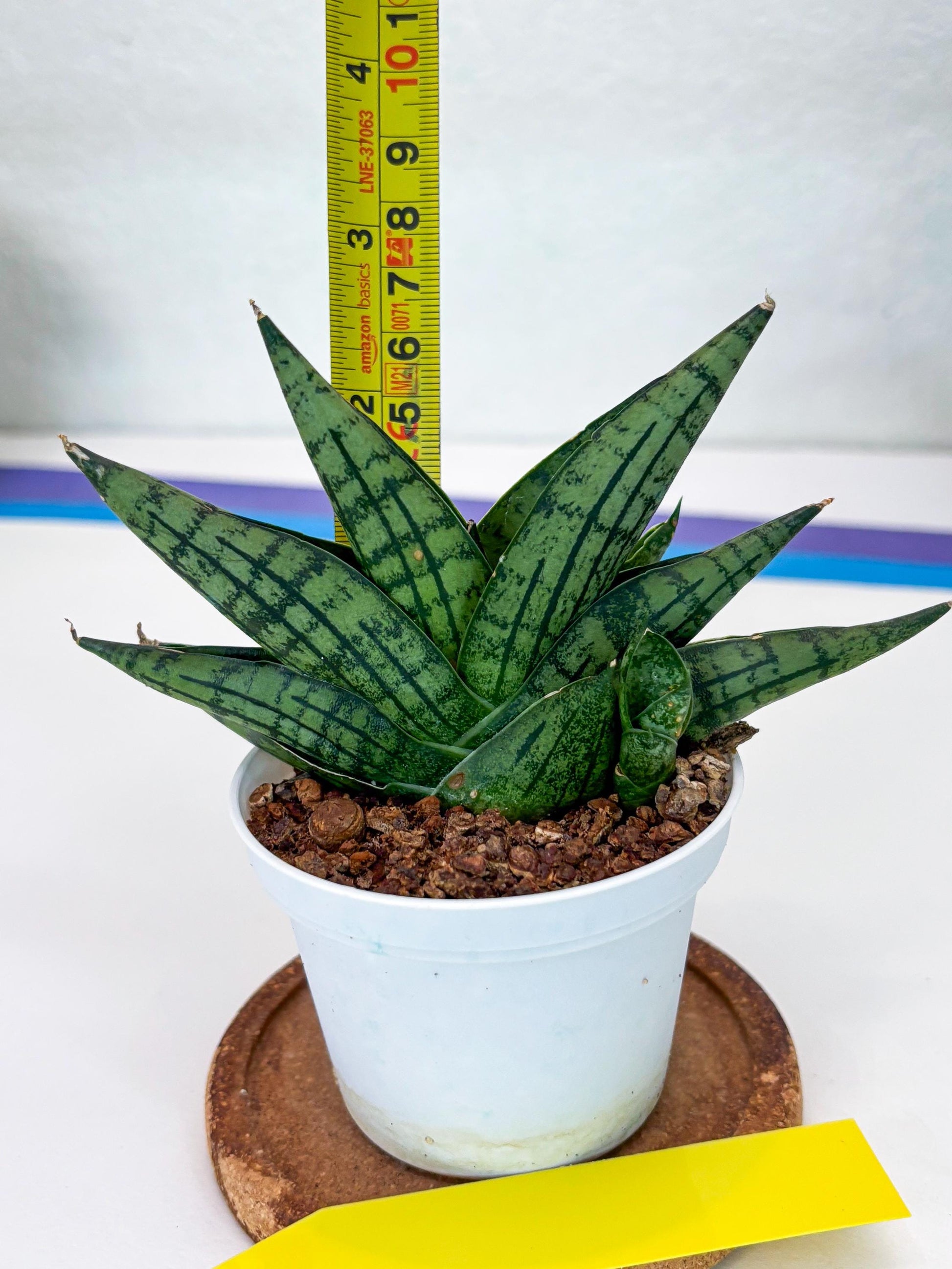 Sansevieria Manja (Ha43) (y) | Imported Hybrids