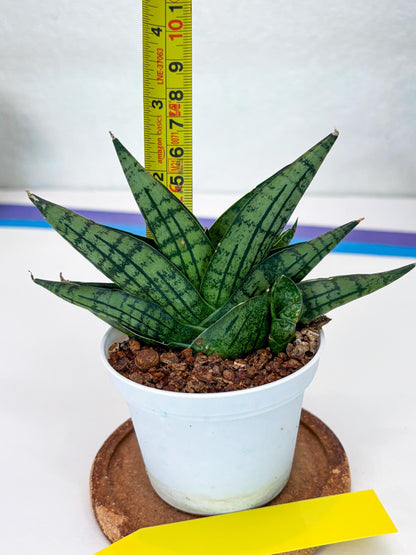 Sansevieria Manja (Ha43) (y) | Imported Hybrids