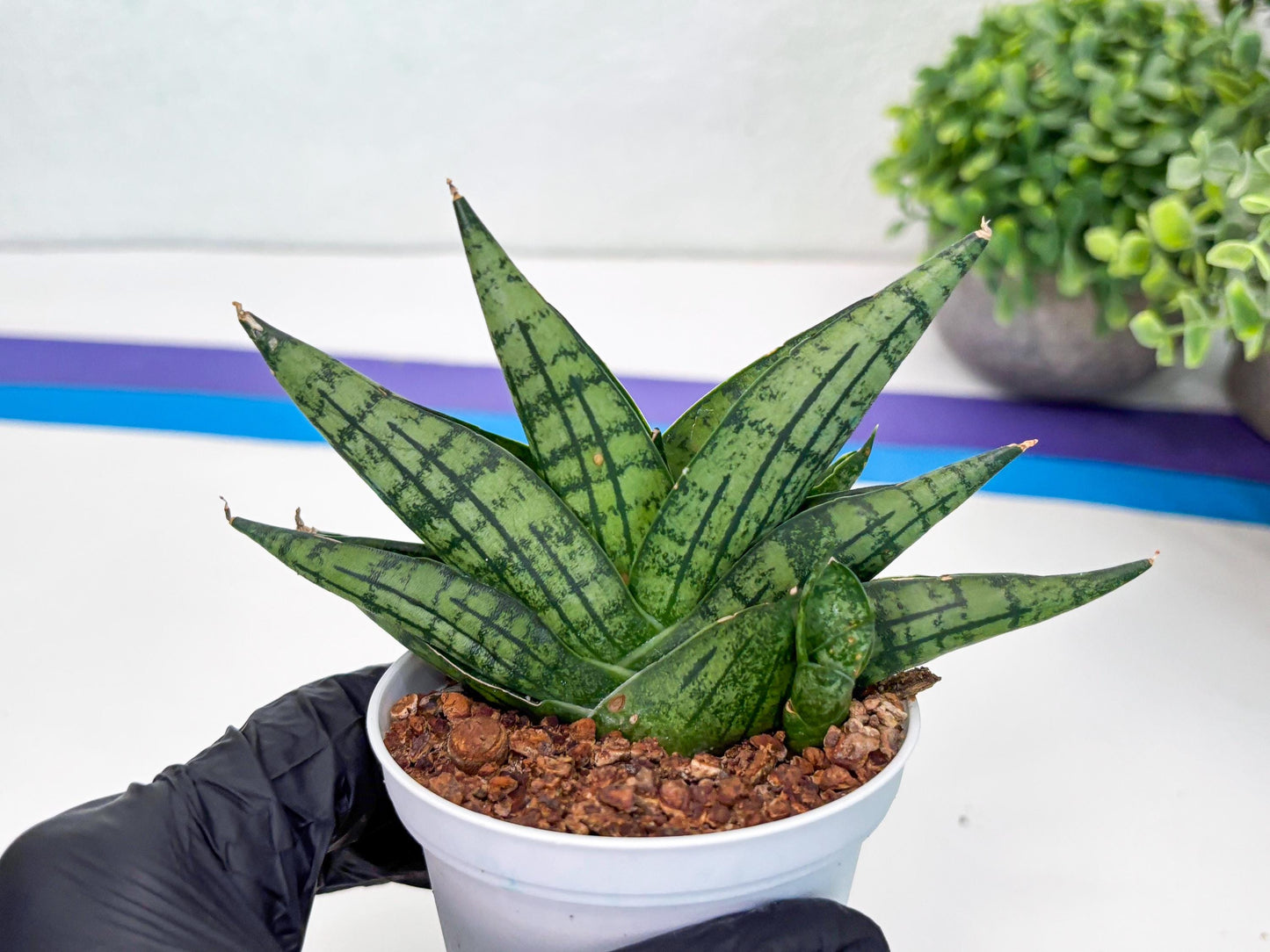 Sansevieria Manja (Ha43) (y) | Imported Hybrids