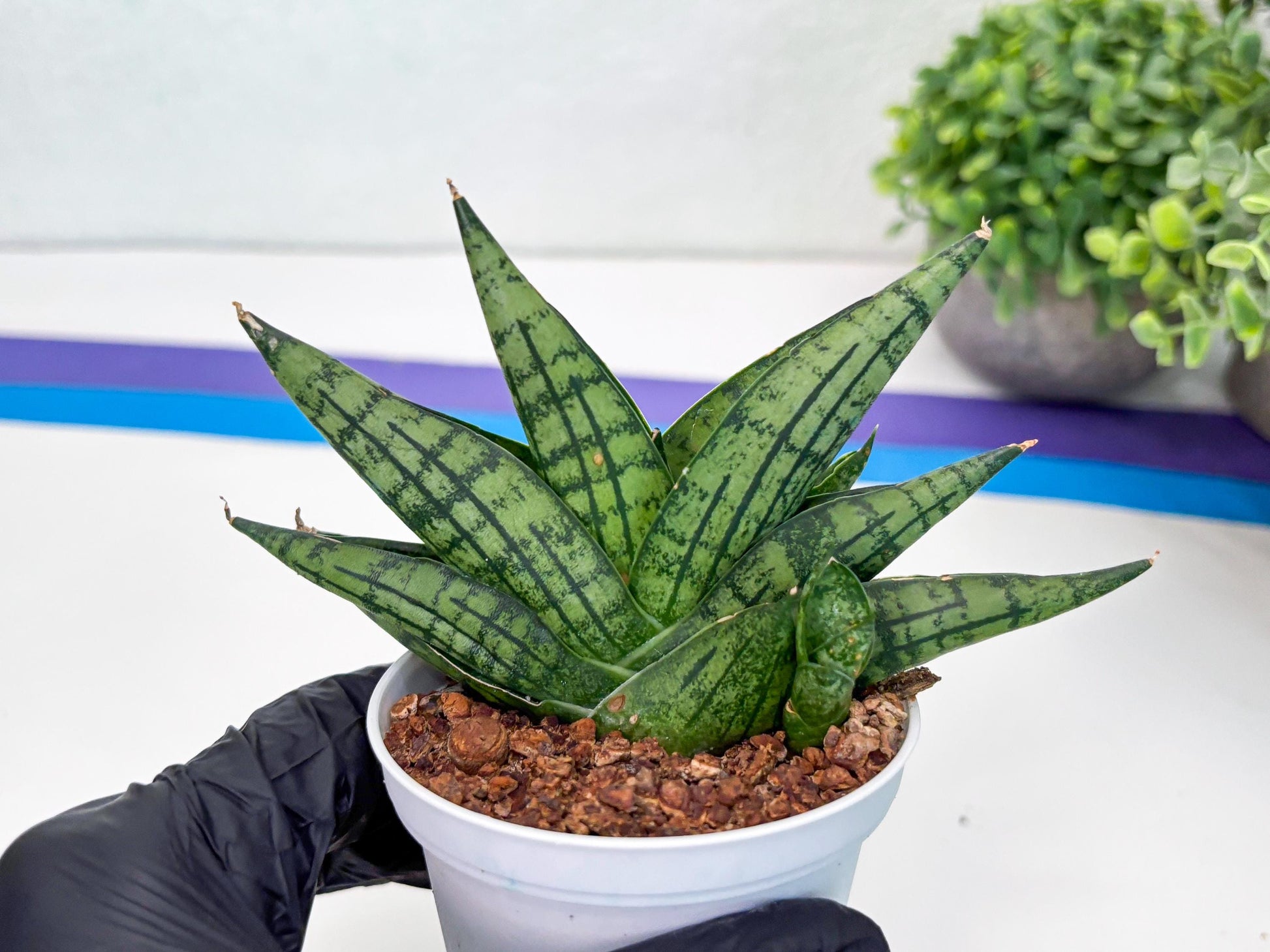 Sansevieria Manja (Ha43) (y) | Imported Hybrids