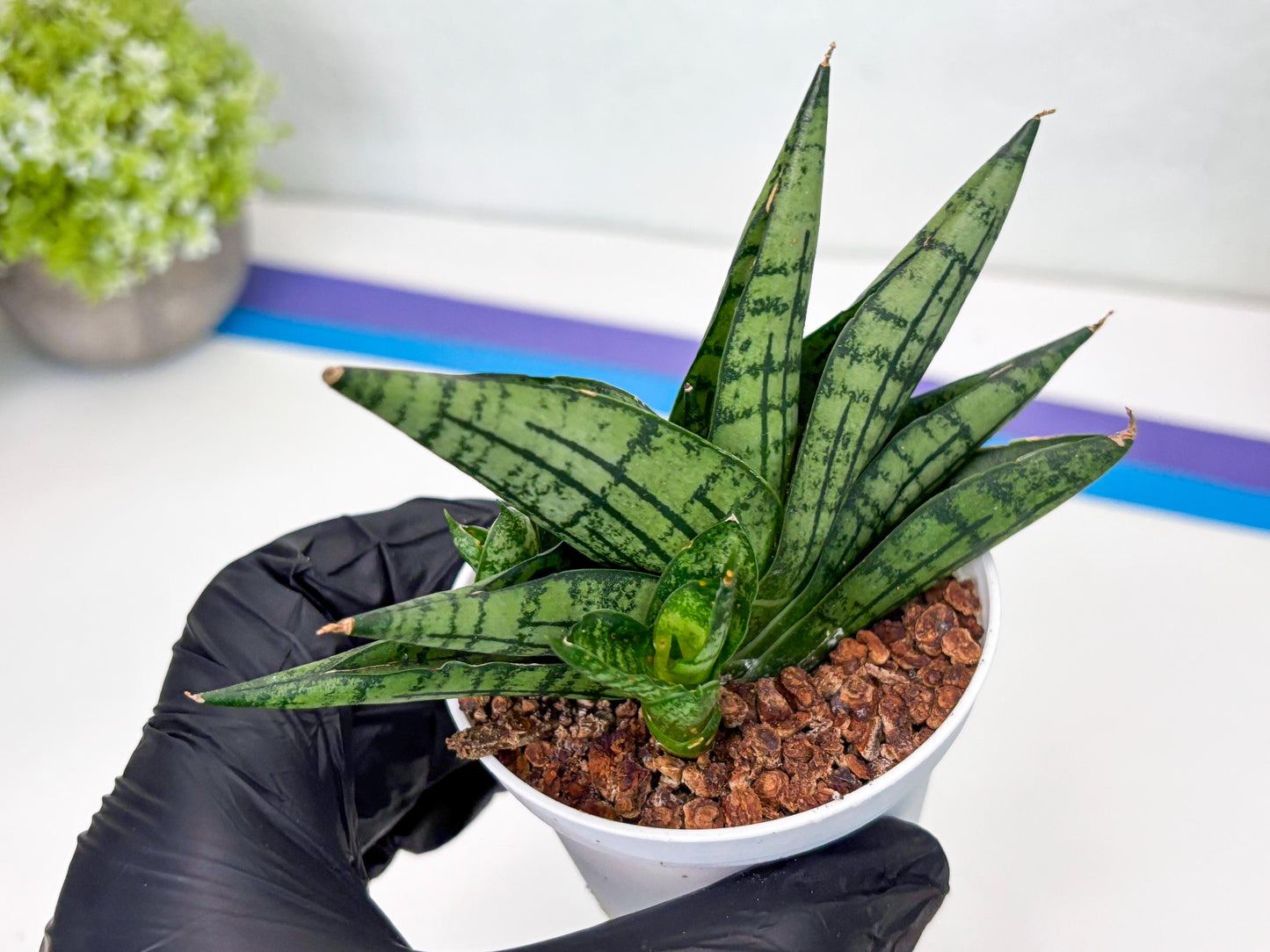 Sansevieria Manja (Ha43) (y) | Imported Hybrids
