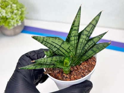 Sansevieria Manja (Ha43) (y) | Imported Hybrids