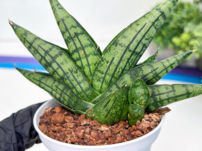 Sansevieria Manja (Ha43) (y) | Imported Hybrids