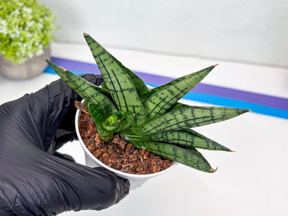 Sansevieria Manja (Ha43) (y) | Imported Hybrids