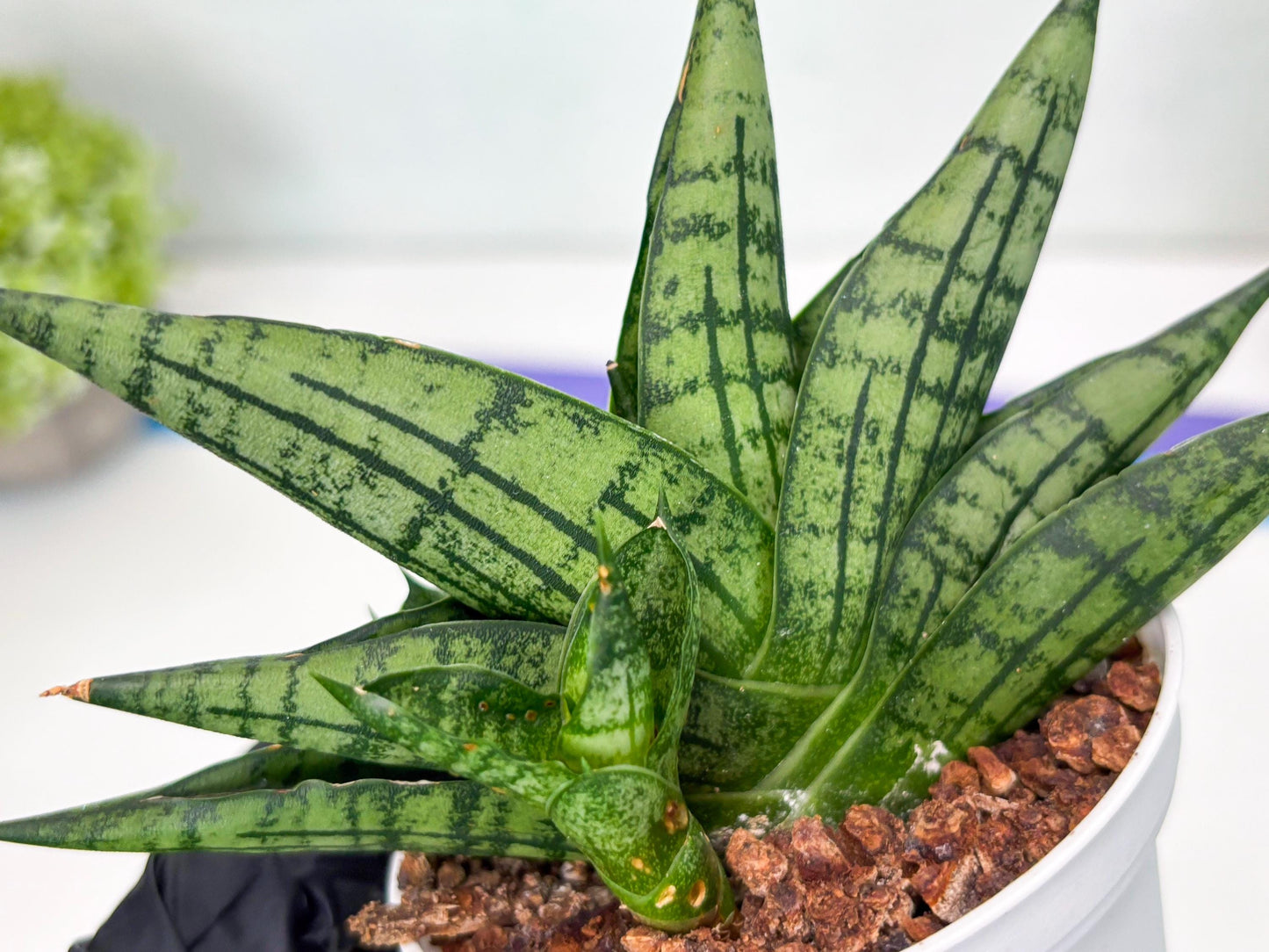 Sansevieria Manja (Ha43) (y) | Imported Hybrids
