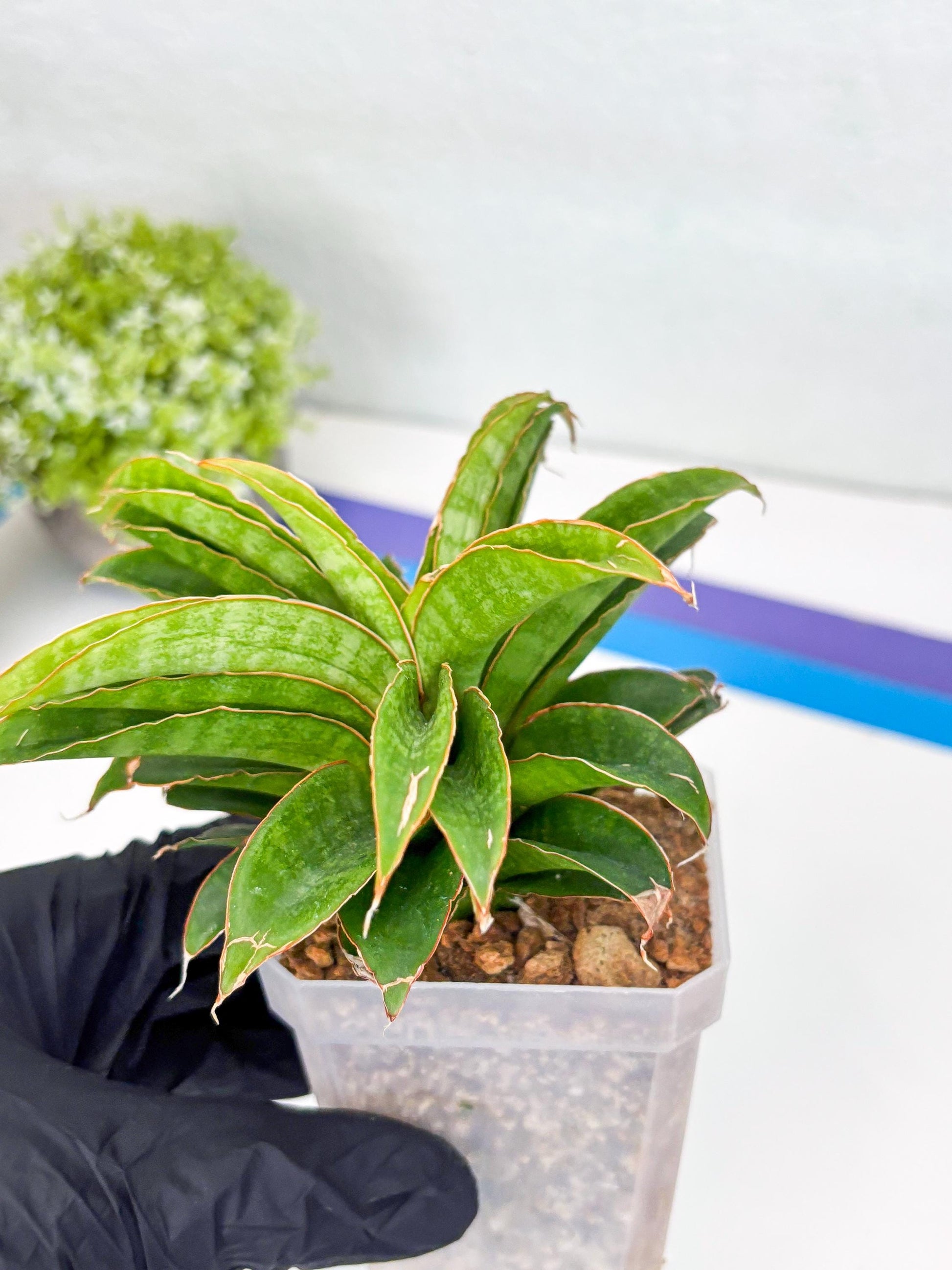 Sansevieria AFF Nalika (H22) | Imported Plants | Rare Hybrid Species