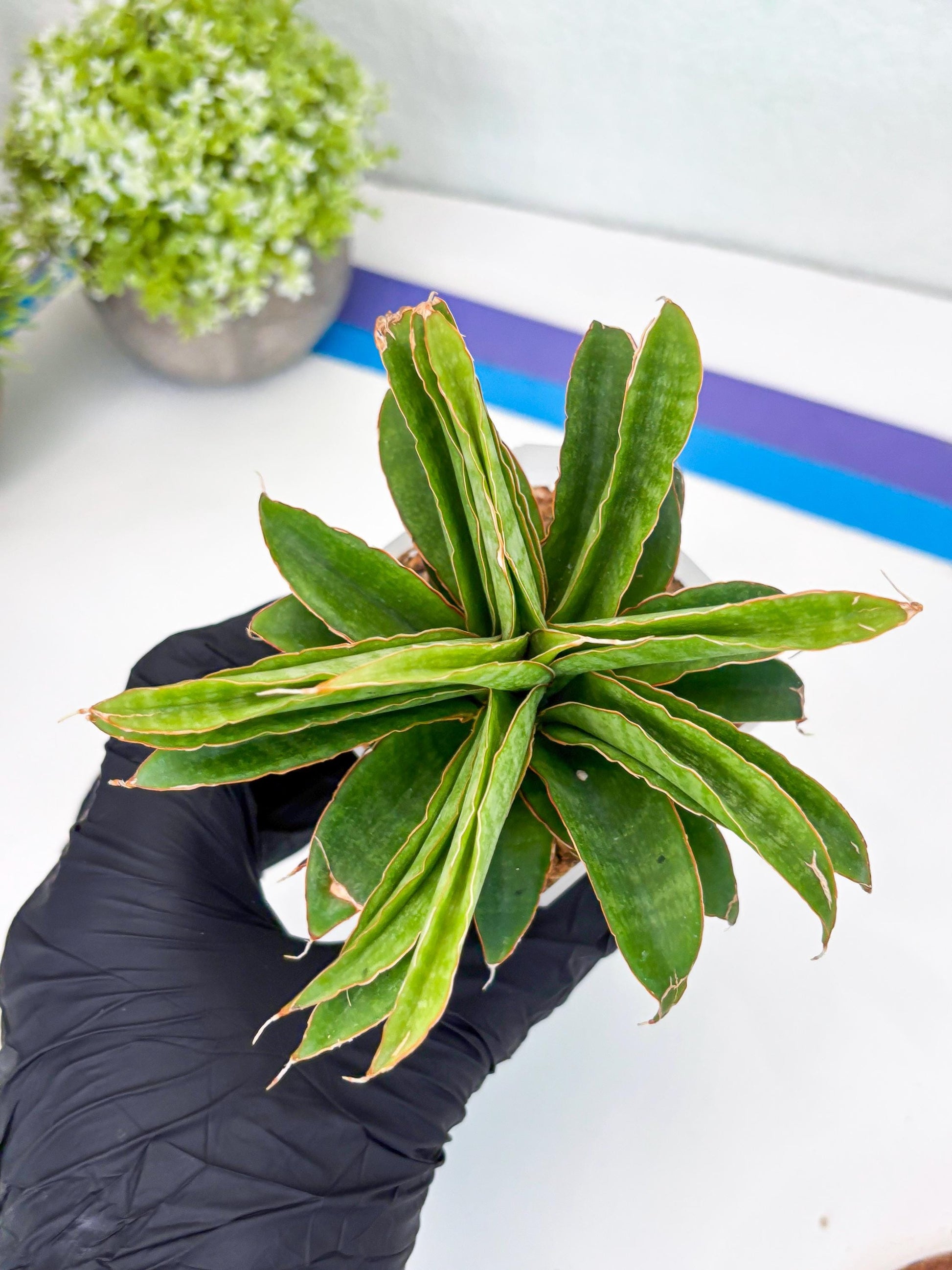 Sansevieria AFF Nalika (H22) | Imported Plants | Rare Hybrid Species