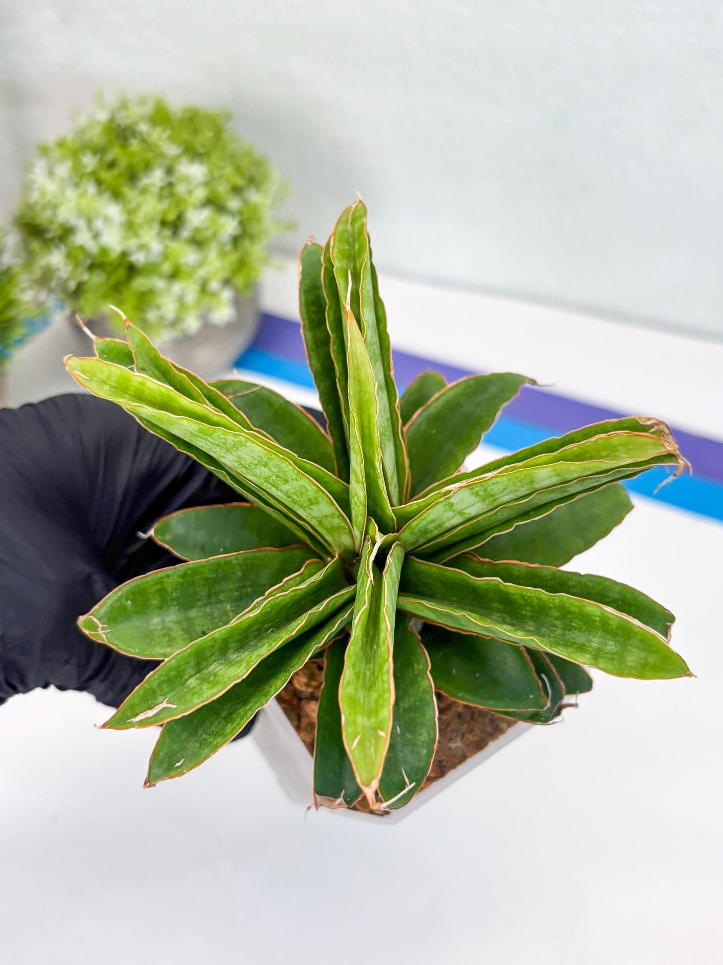 Sansevieria AFF Nalika (H22) | Imported Plants | Rare Hybrid Species