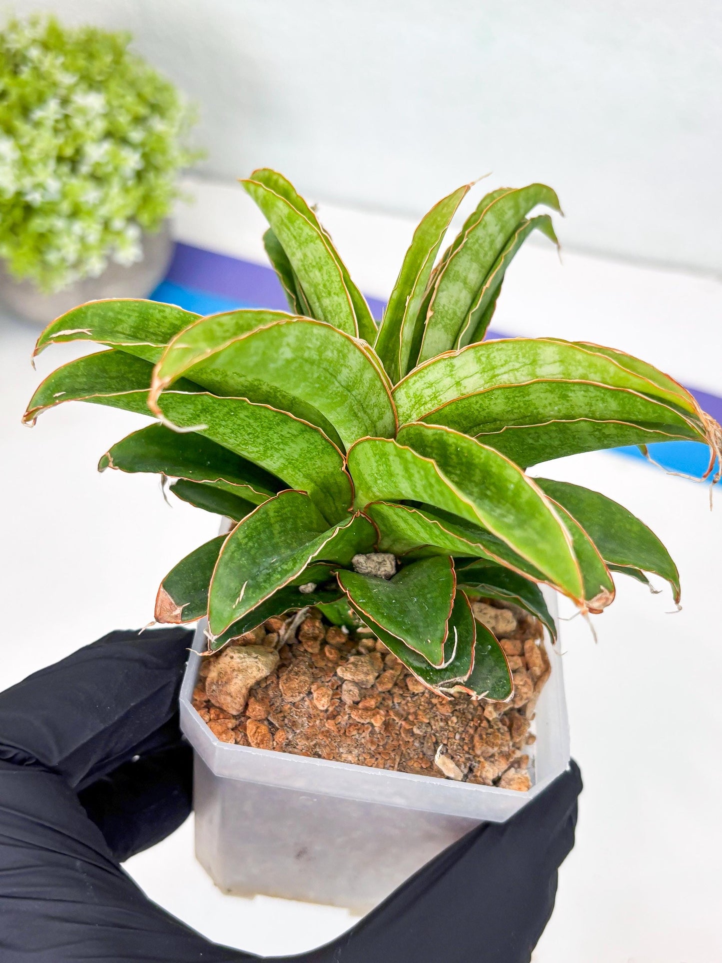 Sansevieria AFF Nalika (H22) | Imported Plants | Rare Hybrid Species