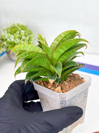 Sansevieria AFF Nalika (H22) | Imported Plants | Rare Hybrid Species