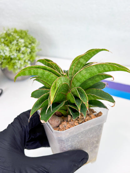 Sansevieria AFF Nalika (Ha44) (y) | Imported Plants