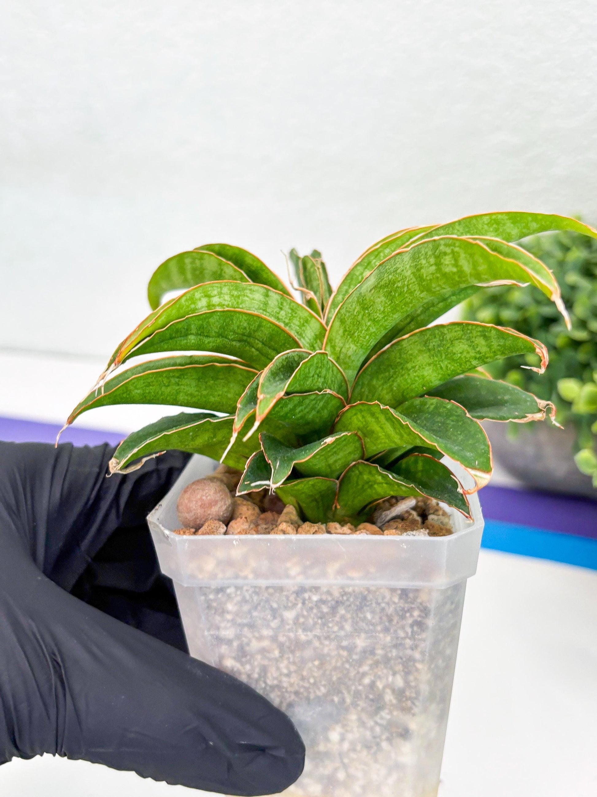 Sansevieria AFF Nalika (Ha44) (y) | Imported Plants