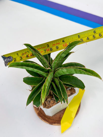Sansevieria AFF Nalika (Ha44) (y) | Imported Plants