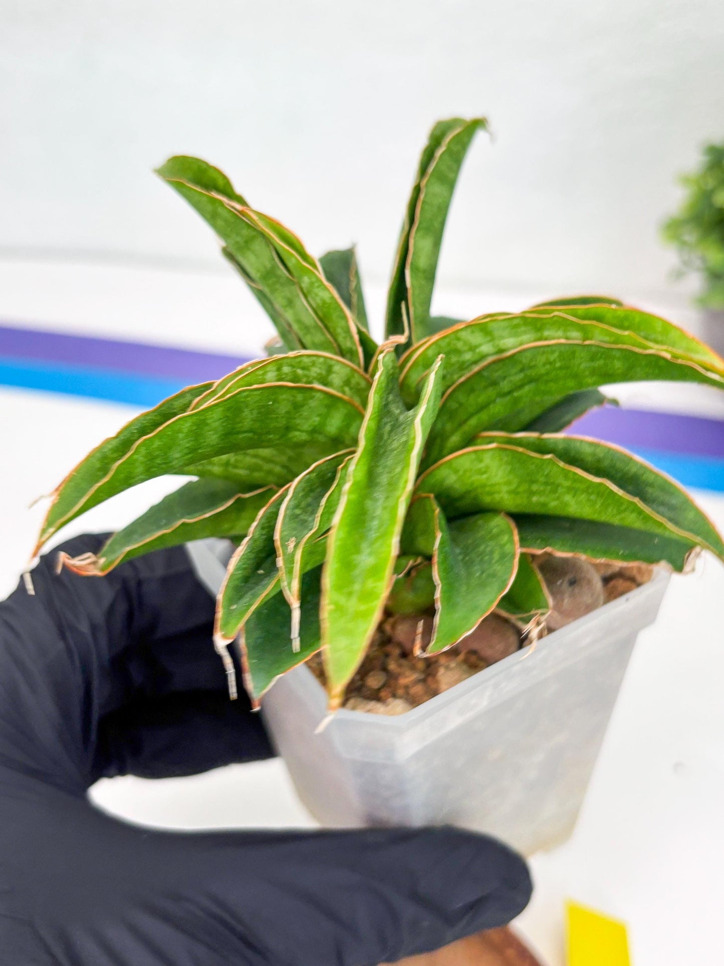 Sansevieria AFF Nalika (Ha44) (y) | Imported Plants