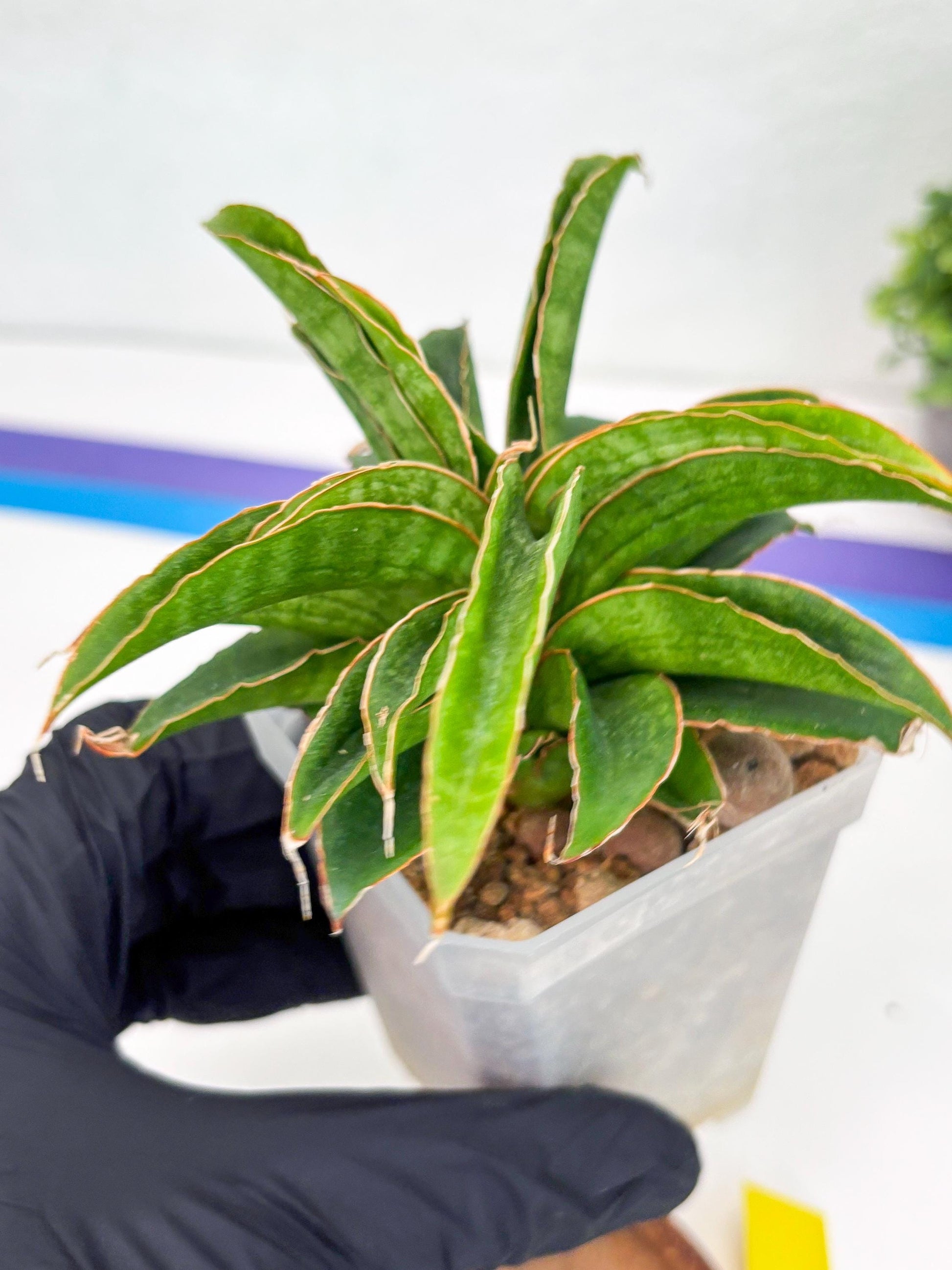 Sansevieria AFF Nalika (Ha44) (y) | Imported Plants