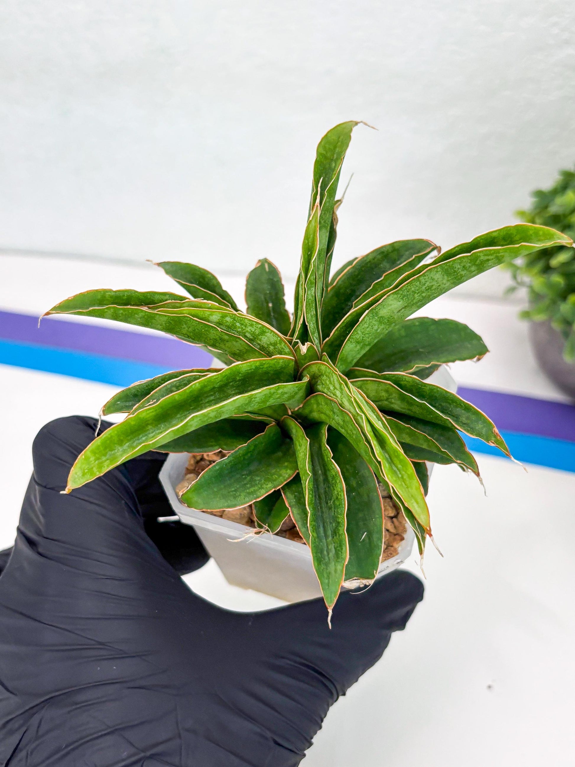 Sansevieria AFF Nalika (Ha44) (y) | Imported Plants