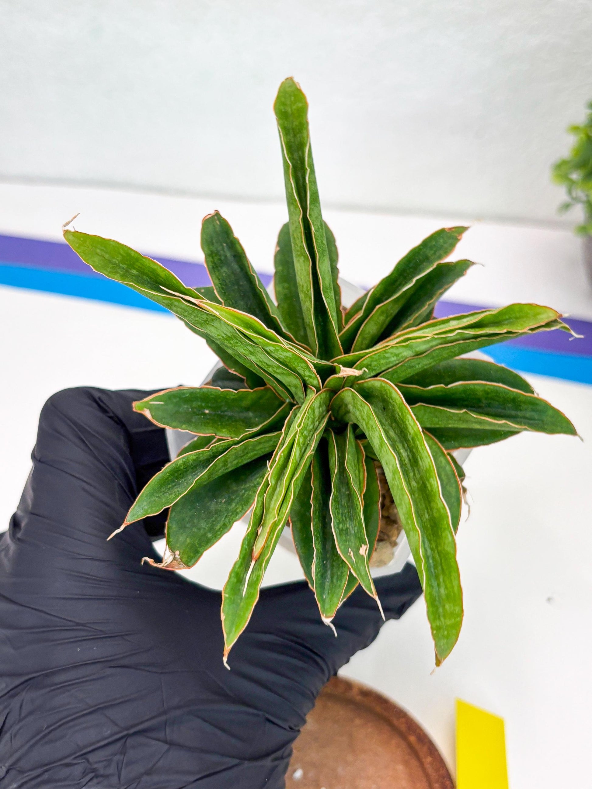 Sansevieria AFF Nalika (Ha44) (y) | Imported Plants