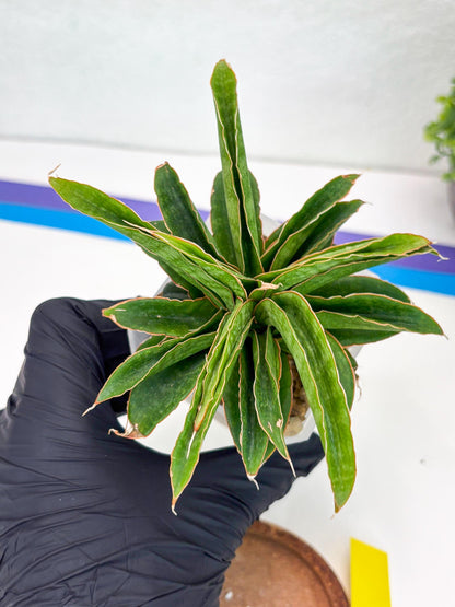 Sansevieria AFF Nalika (Ha44) (y) | Imported Plants