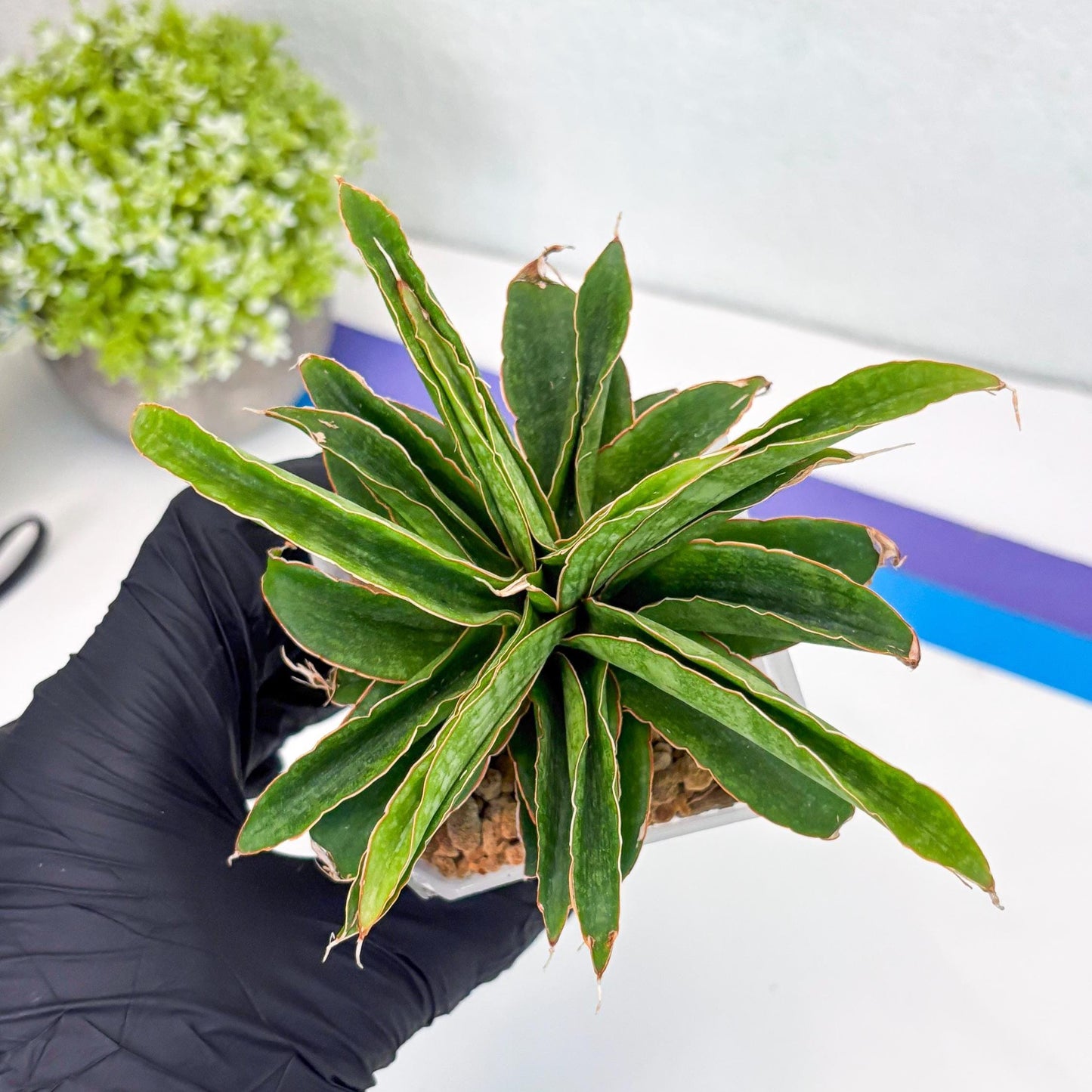 Sansevieria AFF Nalika (Ha44) (y) | Imported Plants