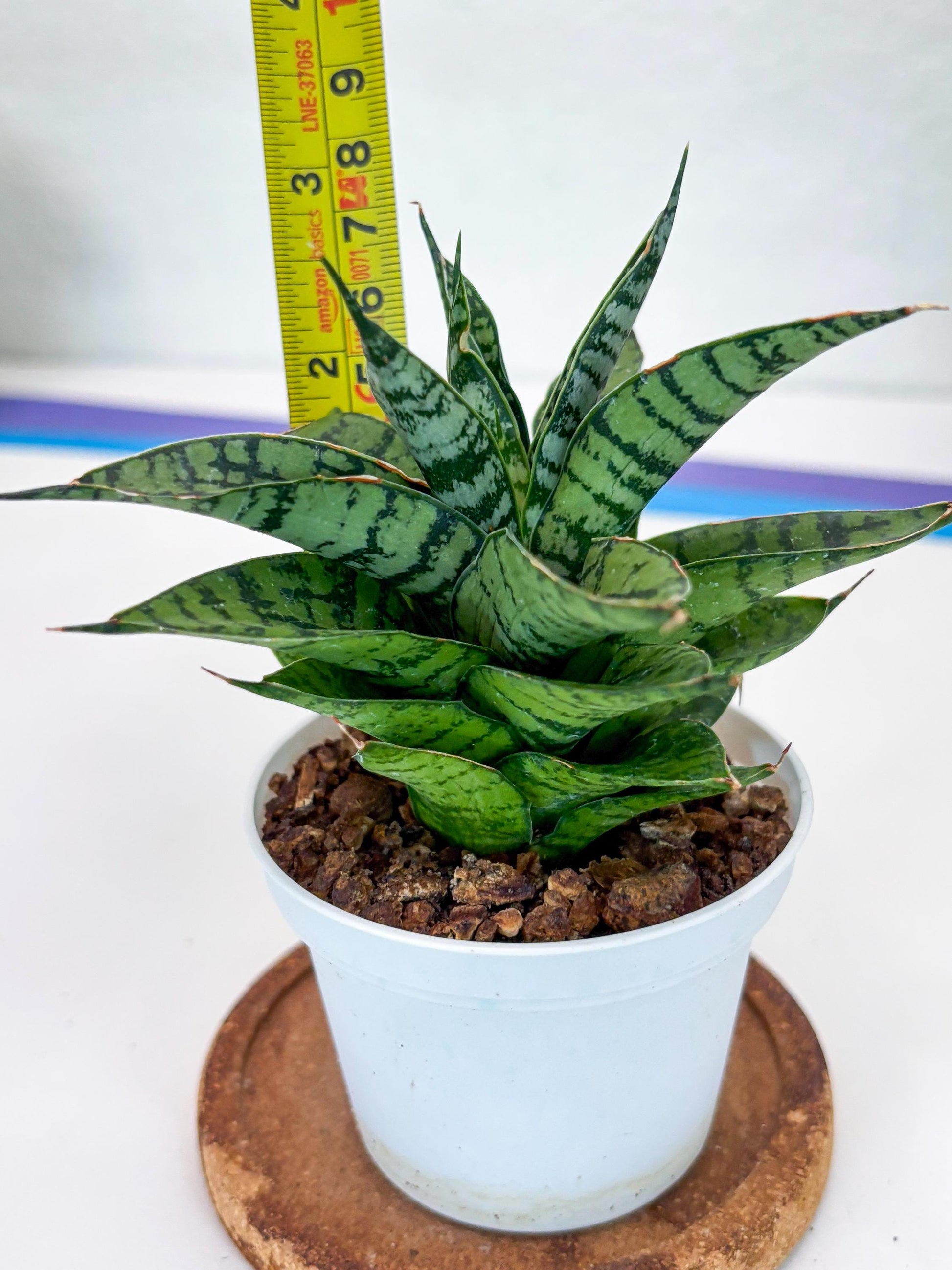 Sansevieria Pandawa (#H45) | Imported Snake Plant