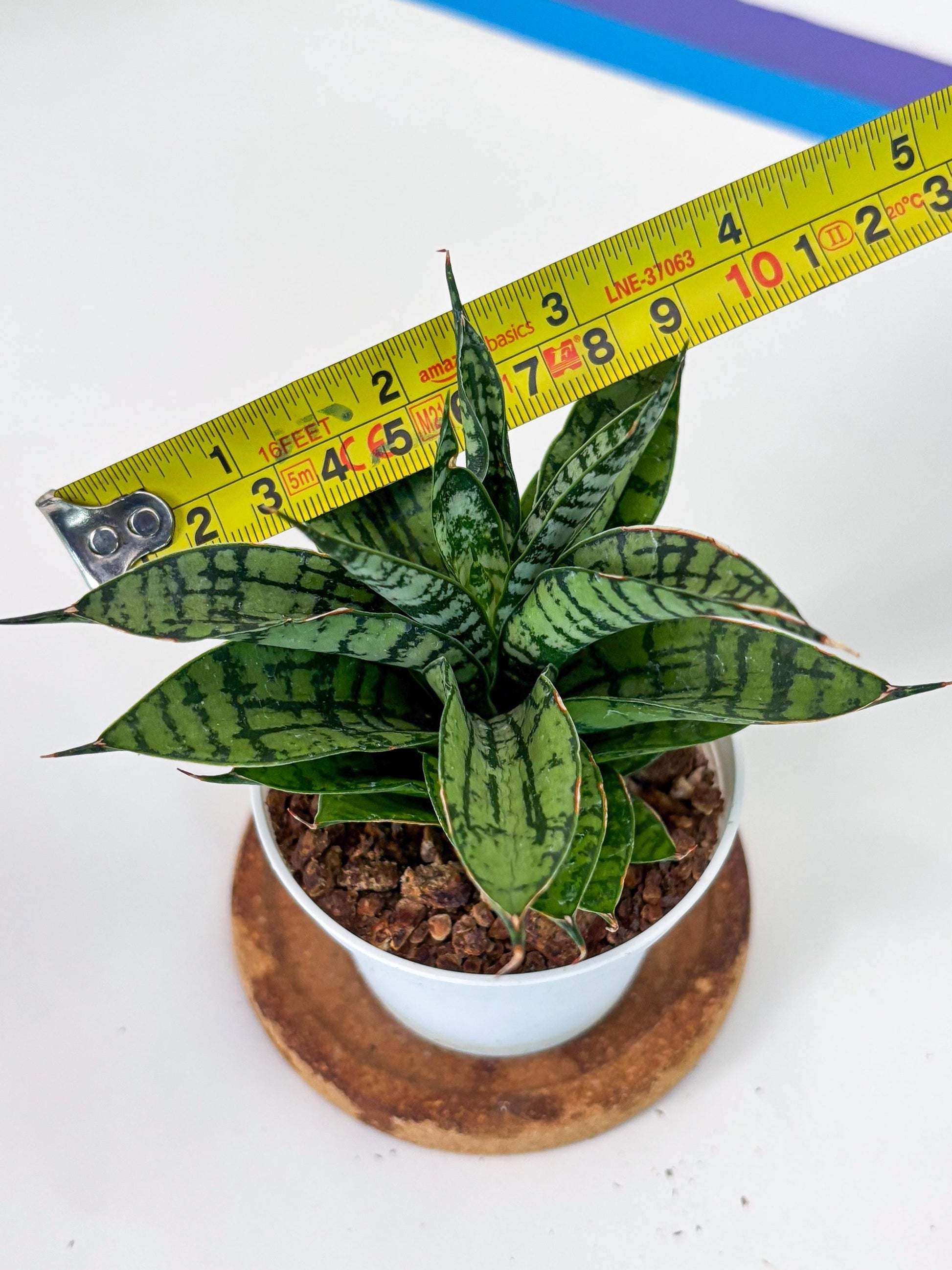 Sansevieria Pandawa (#H45) | Imported Snake Plant