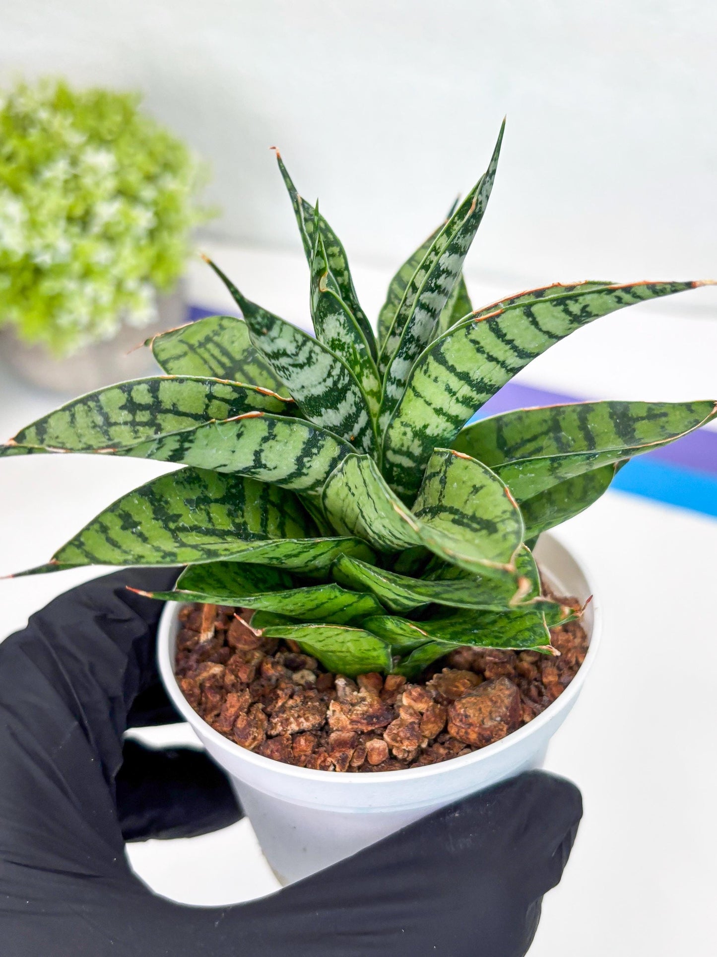 Sansevieria Pandawa (#H45) | Imported Snake Plant