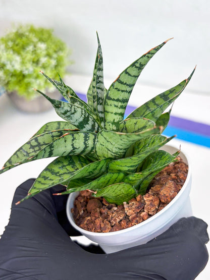 Sansevieria Pandawa (#H45) | Imported Snake Plant