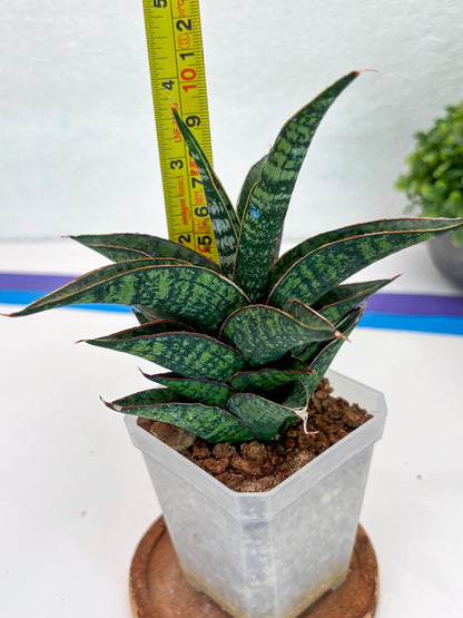 Sansevieria Toxin (#H51) | Imported House Plants