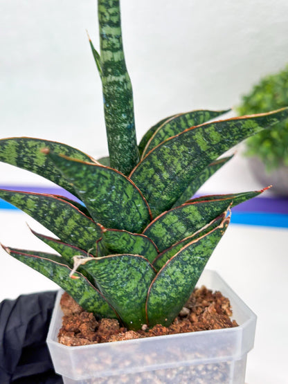 Sansevieria Toxin (#H51) | Imported House Plants