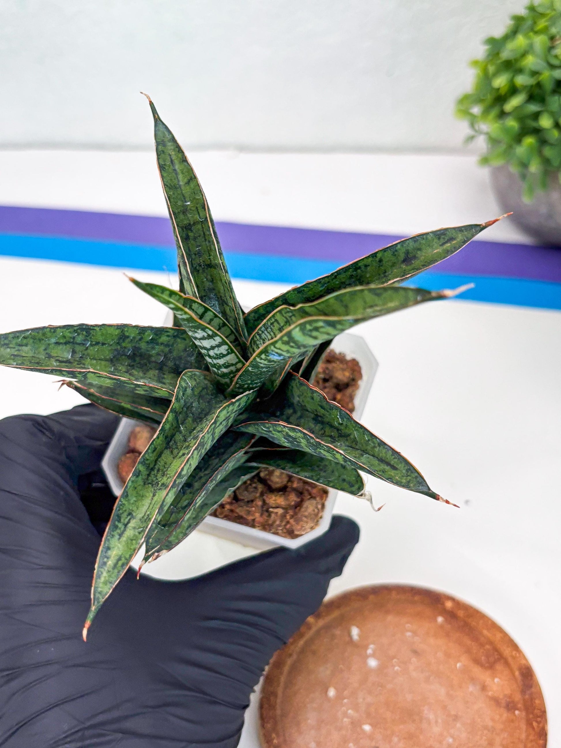 Sansevieria Toxin (#H51) | Imported House Plants