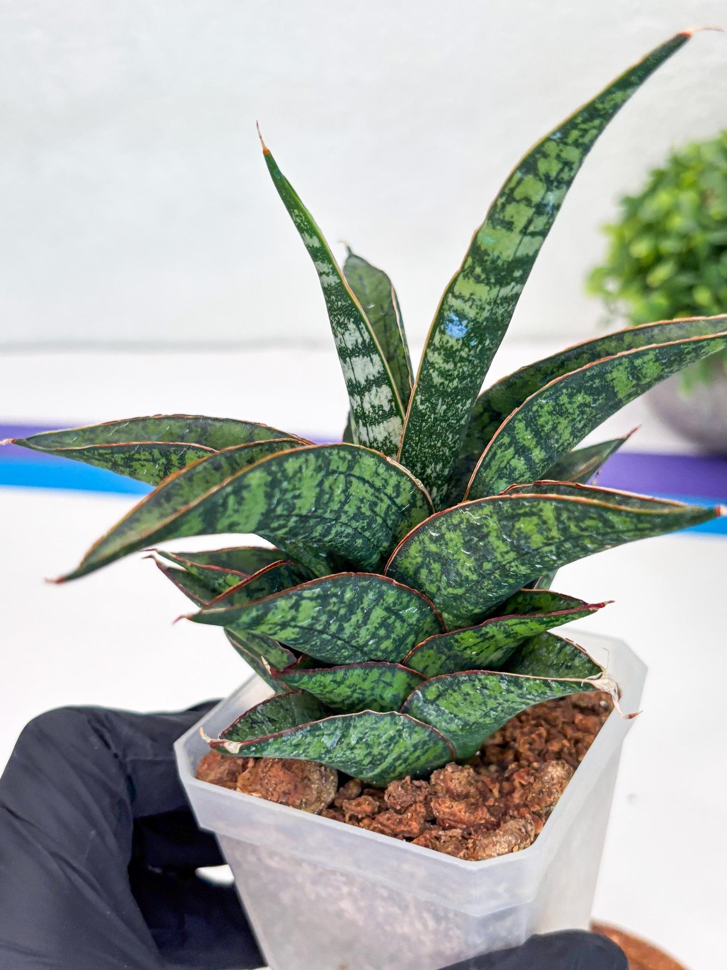 Sansevieria Toxin (#H51) | Imported House Plants