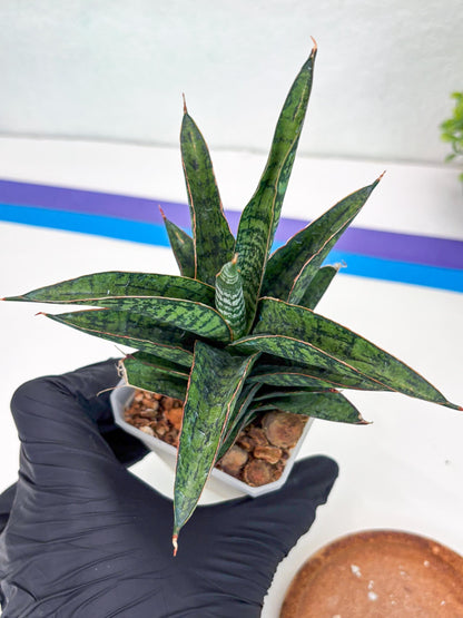 Sansevieria Toxin (#H51) | Imported House Plants