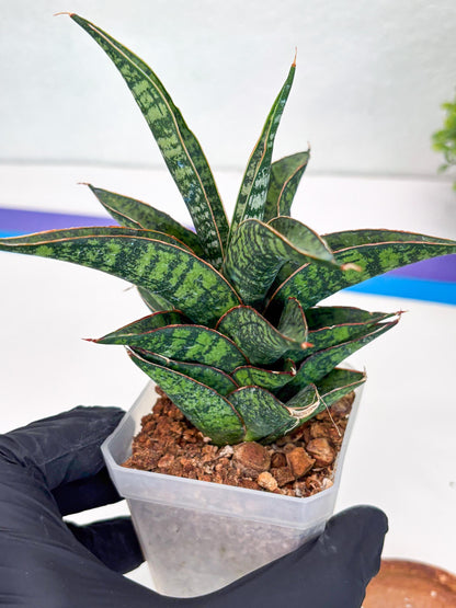Sansevieria Toxin (#H51) | Imported House Plants