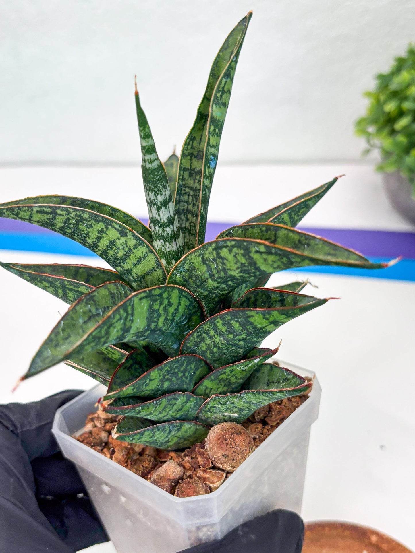 Sansevieria Toxin (#H51) | Imported House Plants