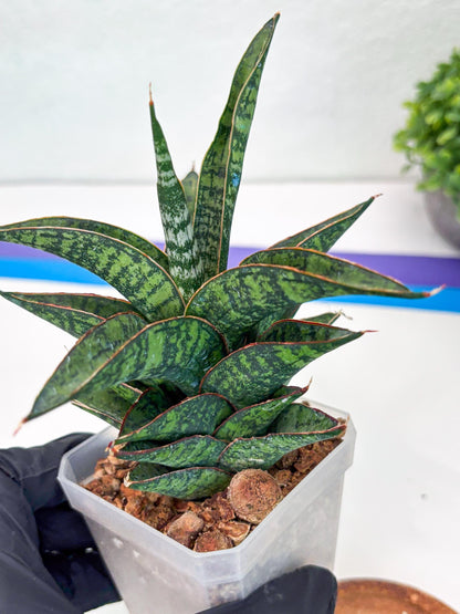 Sansevieria Toxin (#H51) | Imported House Plants