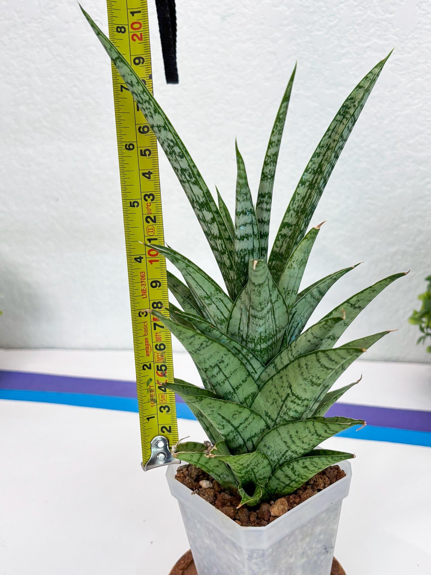 Sansevieria Gepeng (H54) | Imported Snake Plants