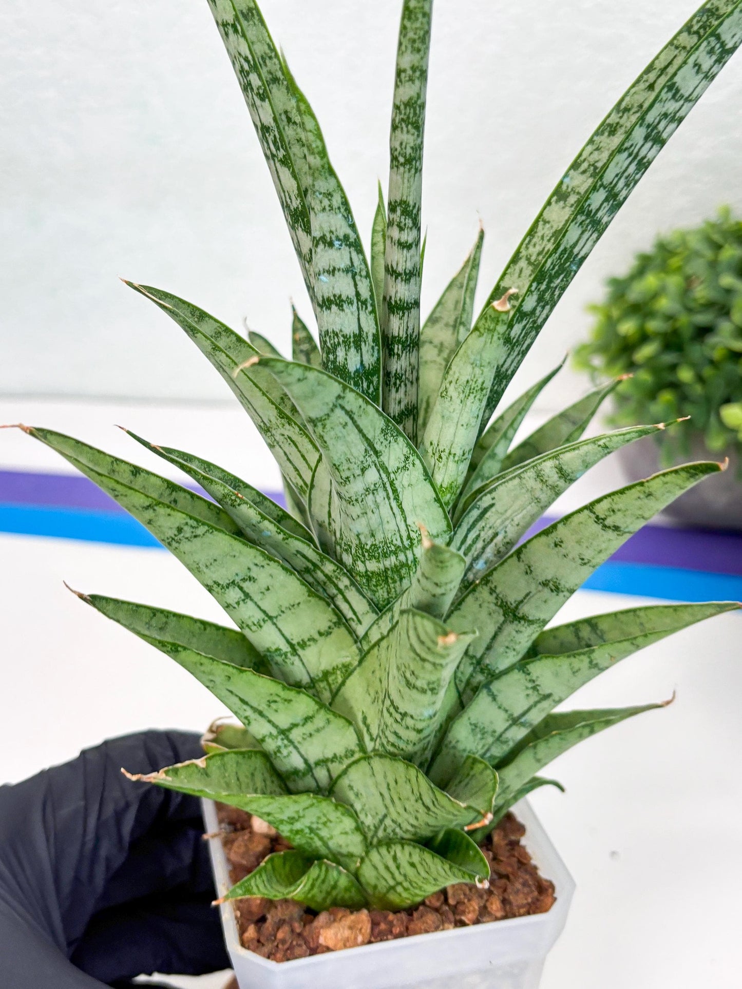 Sansevieria Gepeng (H54) | Imported Snake Plants