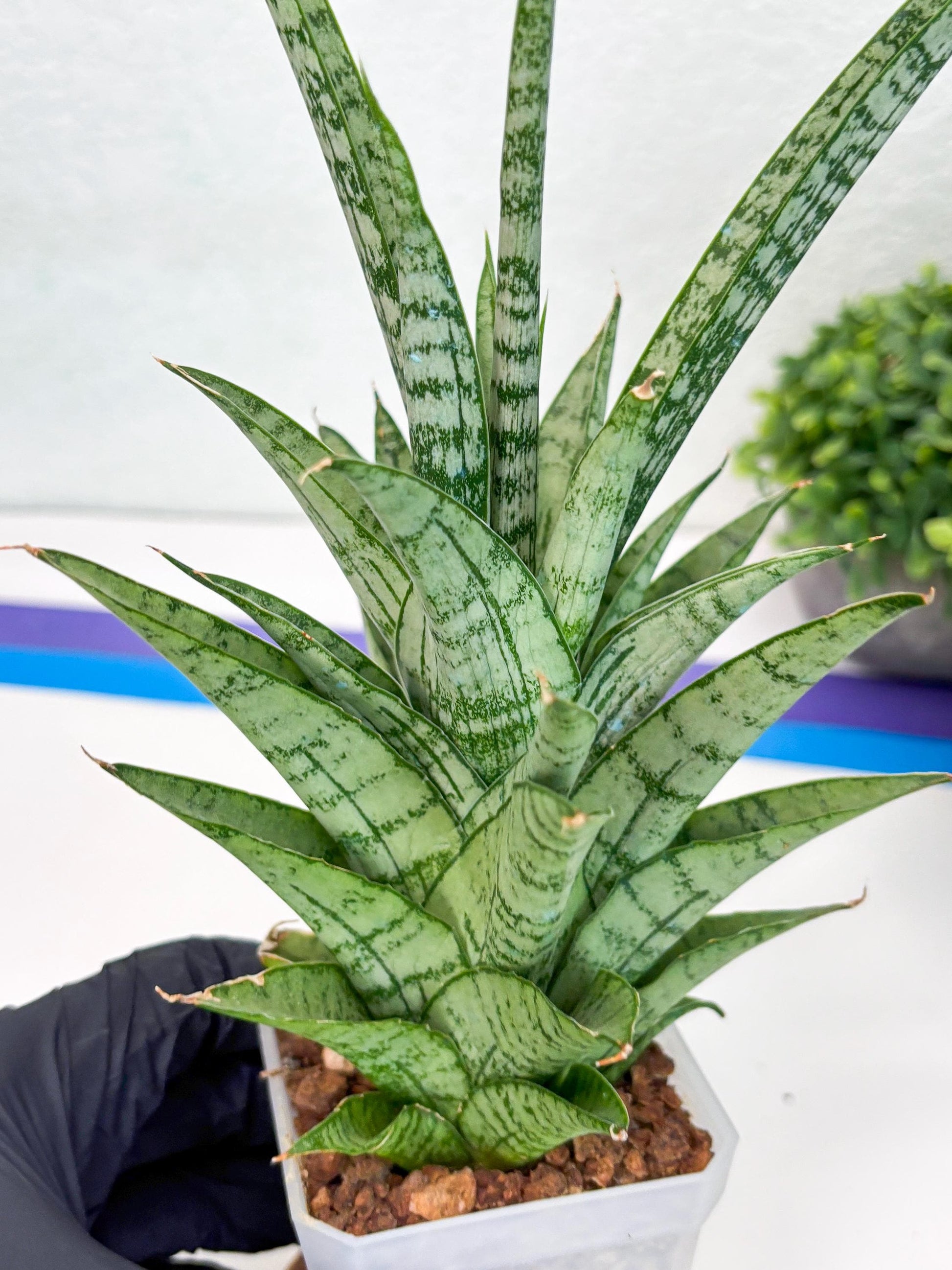 Sansevieria Gepeng (H54) | Imported Snake Plants