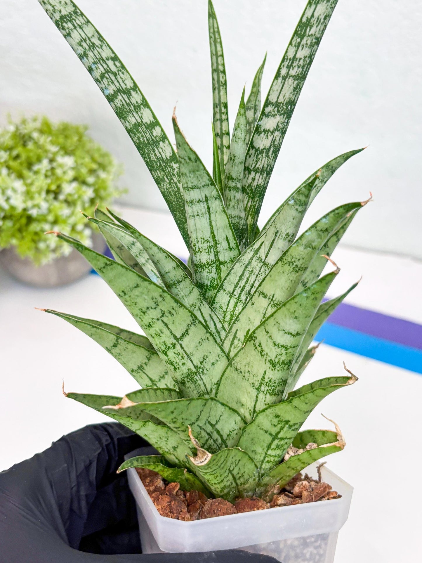 Sansevieria Gepeng (H54) | Imported Snake Plants