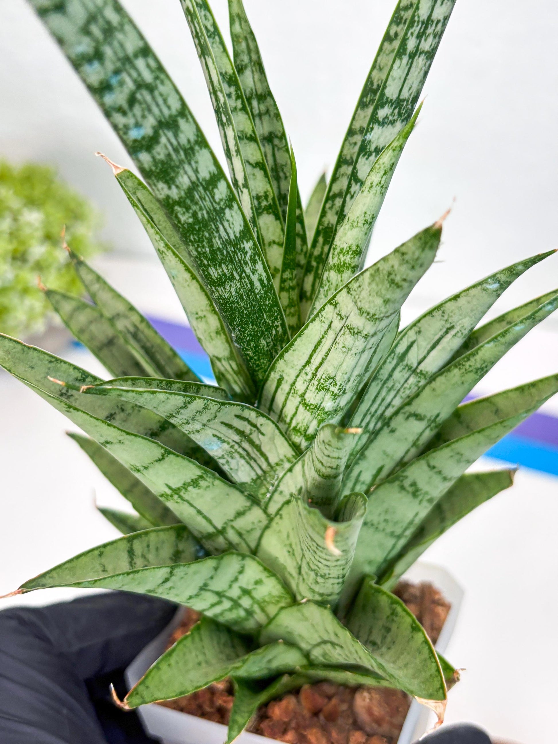 Sansevieria Gepeng (H54) | Imported Snake Plants