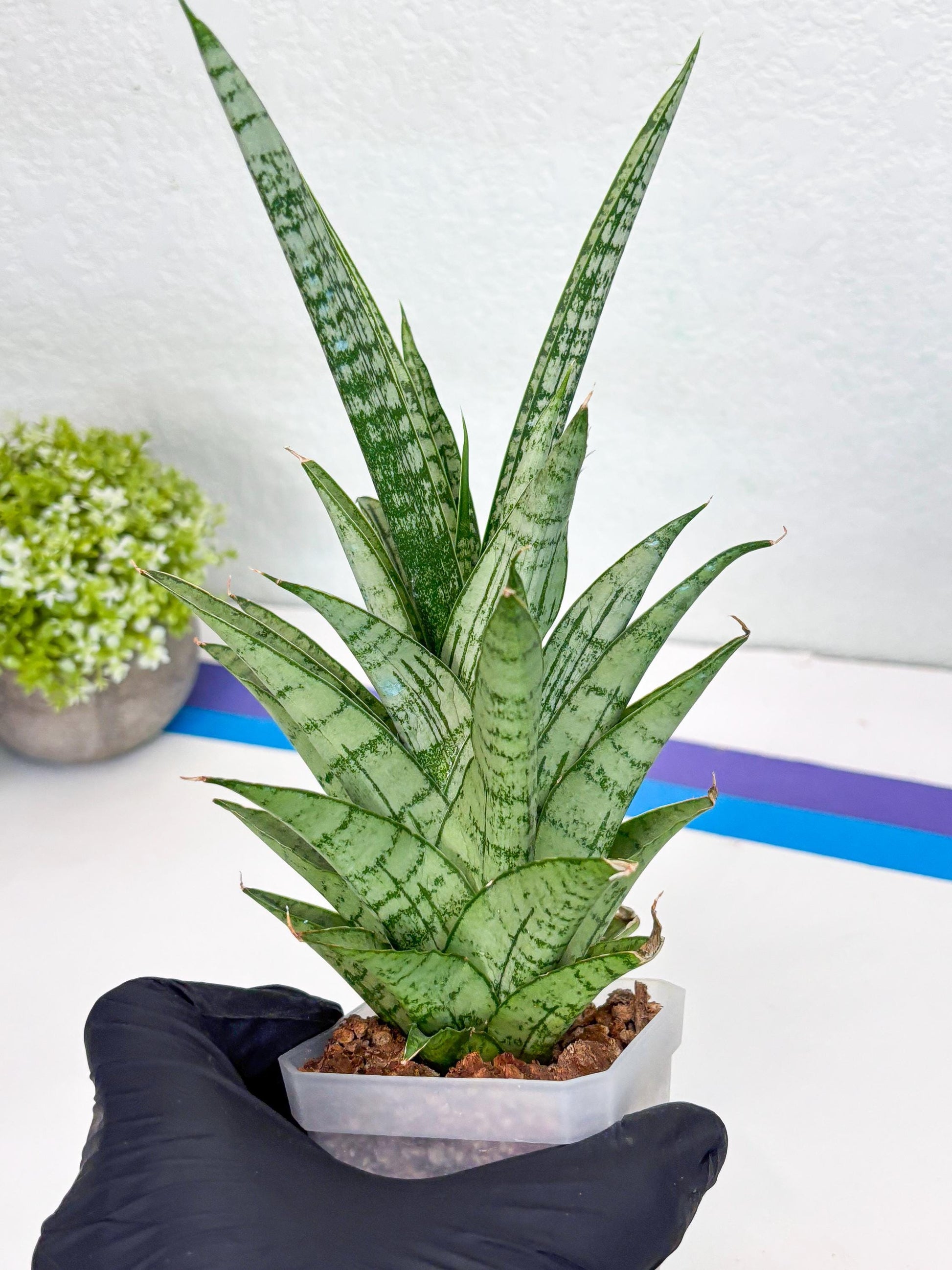 Sansevieria Gepeng (H54) | Imported Snake Plants